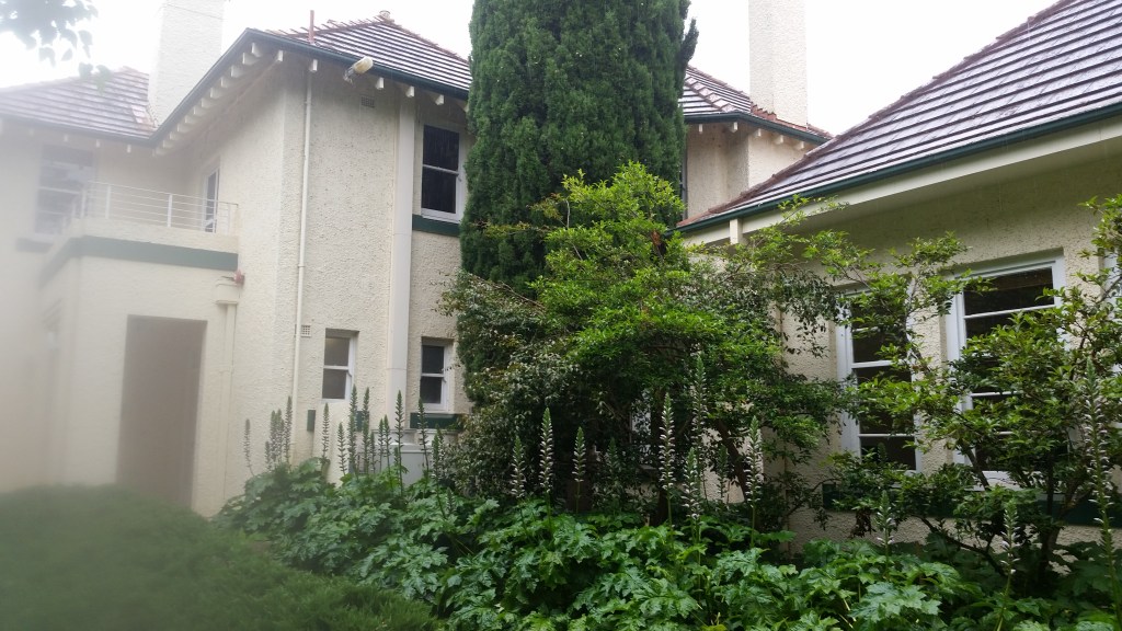 Patience and Chrysanthemums